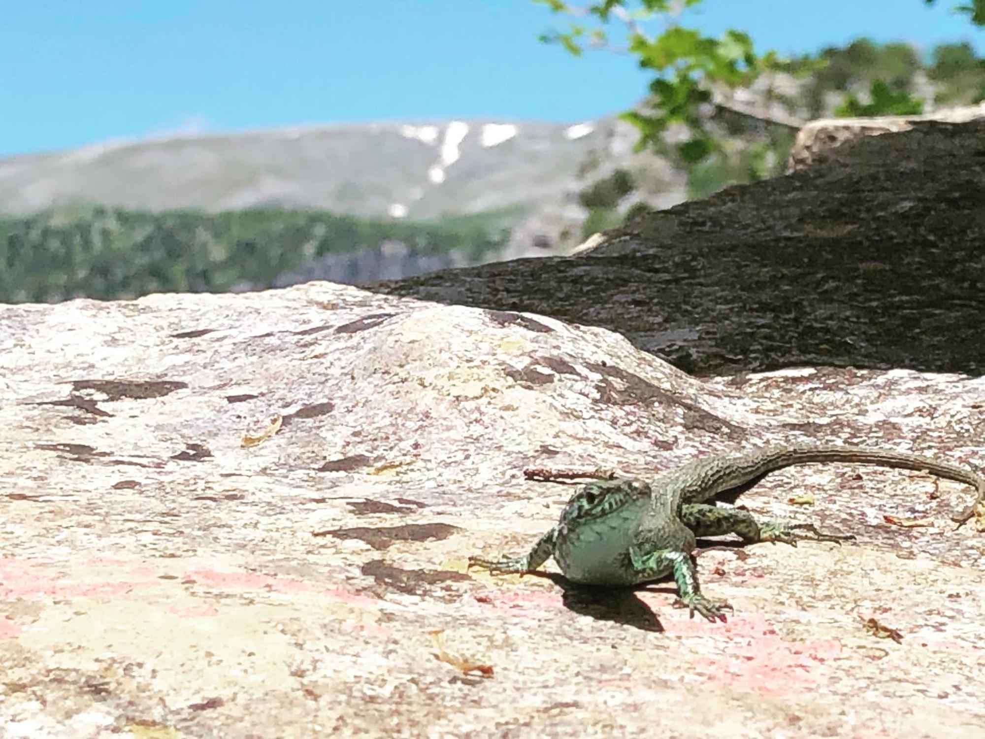 ホテル Katikia Zagori ビッツァ エクステリア 写真